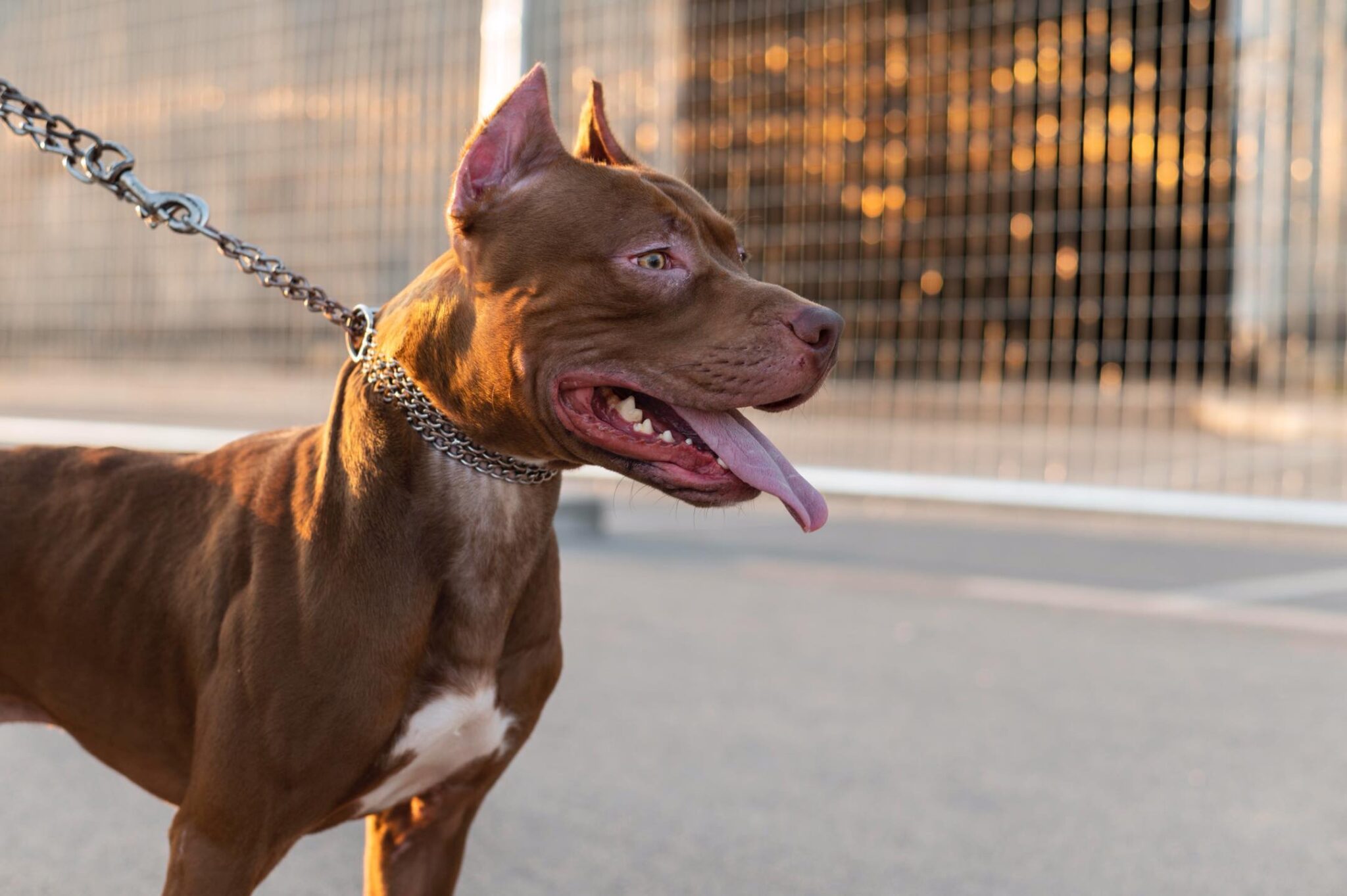 Estado de Santa Catarina endurece leis para criadores de cães da raça