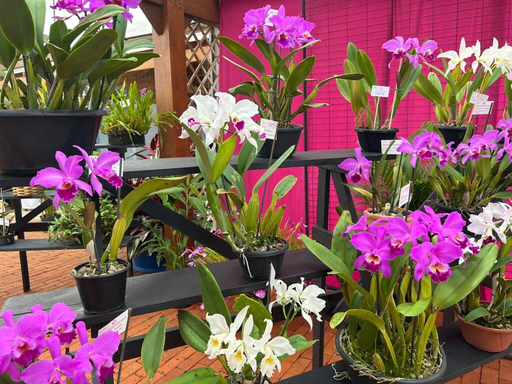 Foto de orquídeas nos vasos em exposição