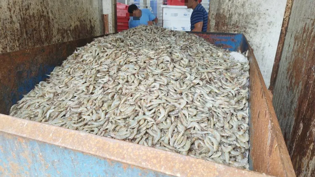 Fiscalização descarta 13 toneladas de pescados em Navegantes e Barra Velha
