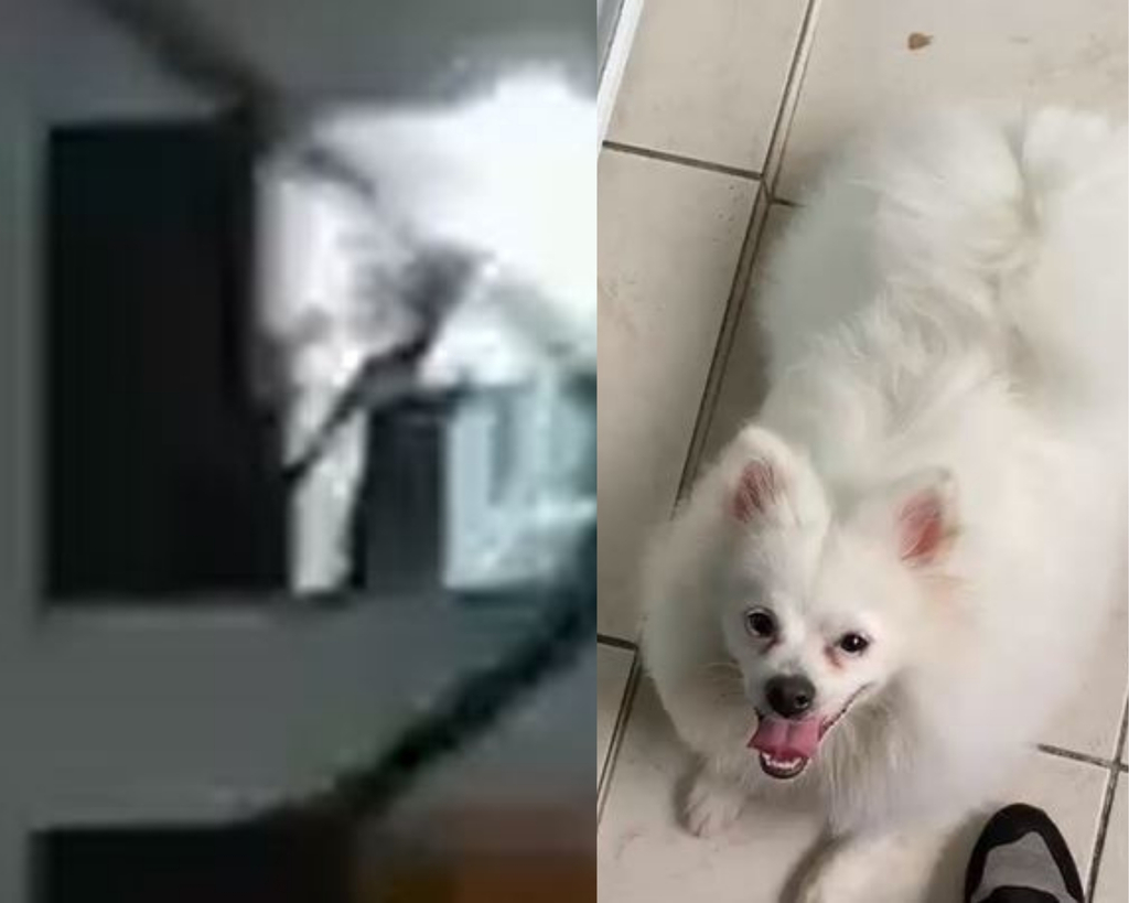 Cão é resgatado após denúncia de maus-tratos no Floresta