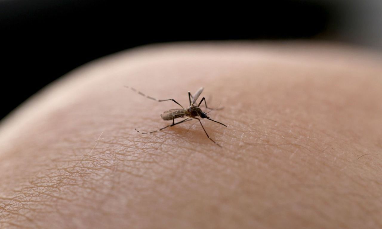 Mosquito da dengue também transmite o Chikungunya - Foto divulgação