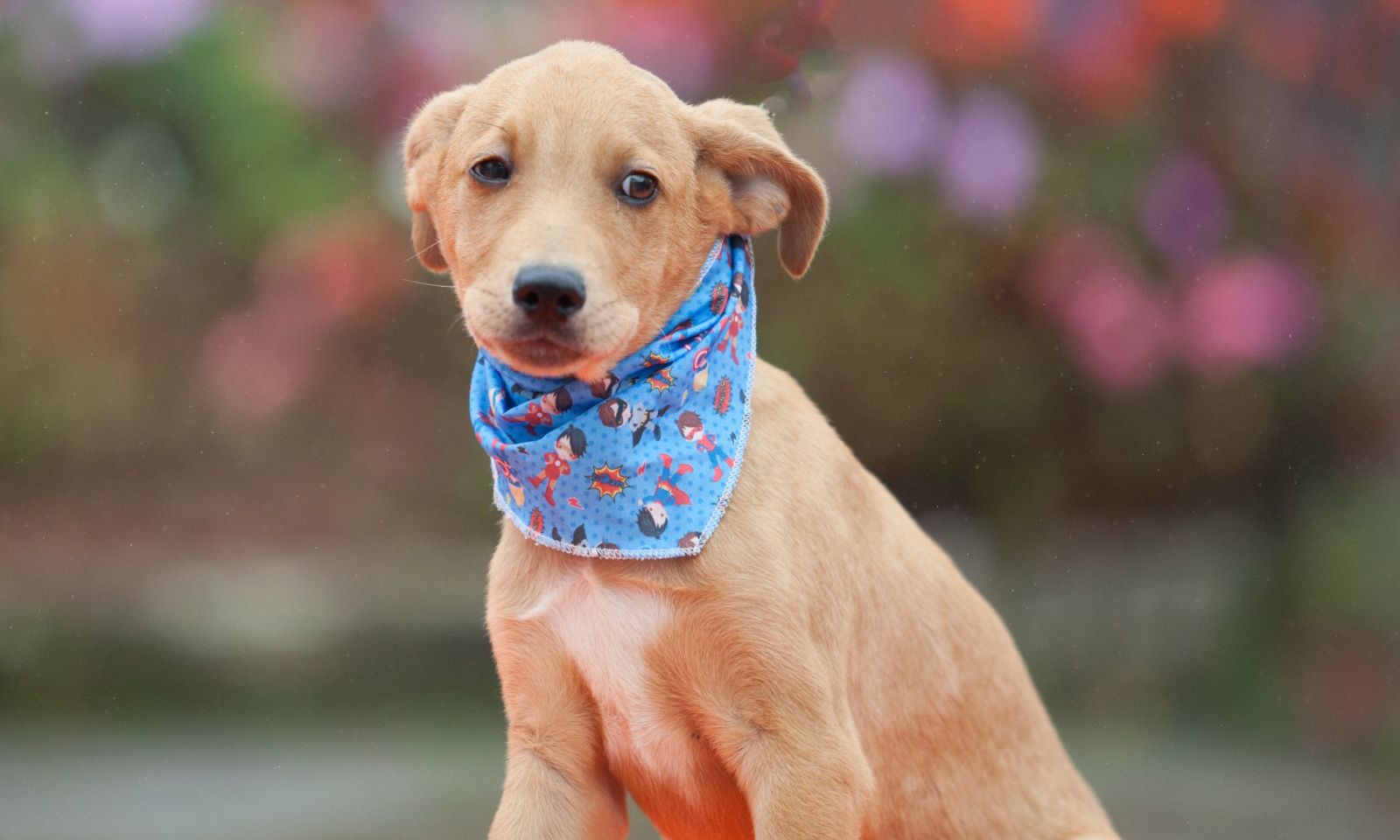 Cãozinho disponível para adoção - Foto Divulgação