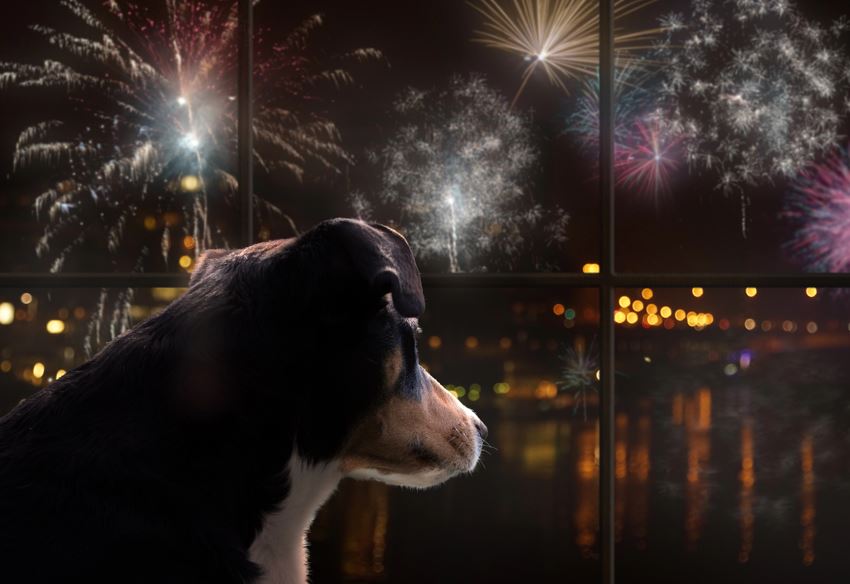 Animais são os mais prejudicados com os fogos de artifícios - Foto Depositphotos