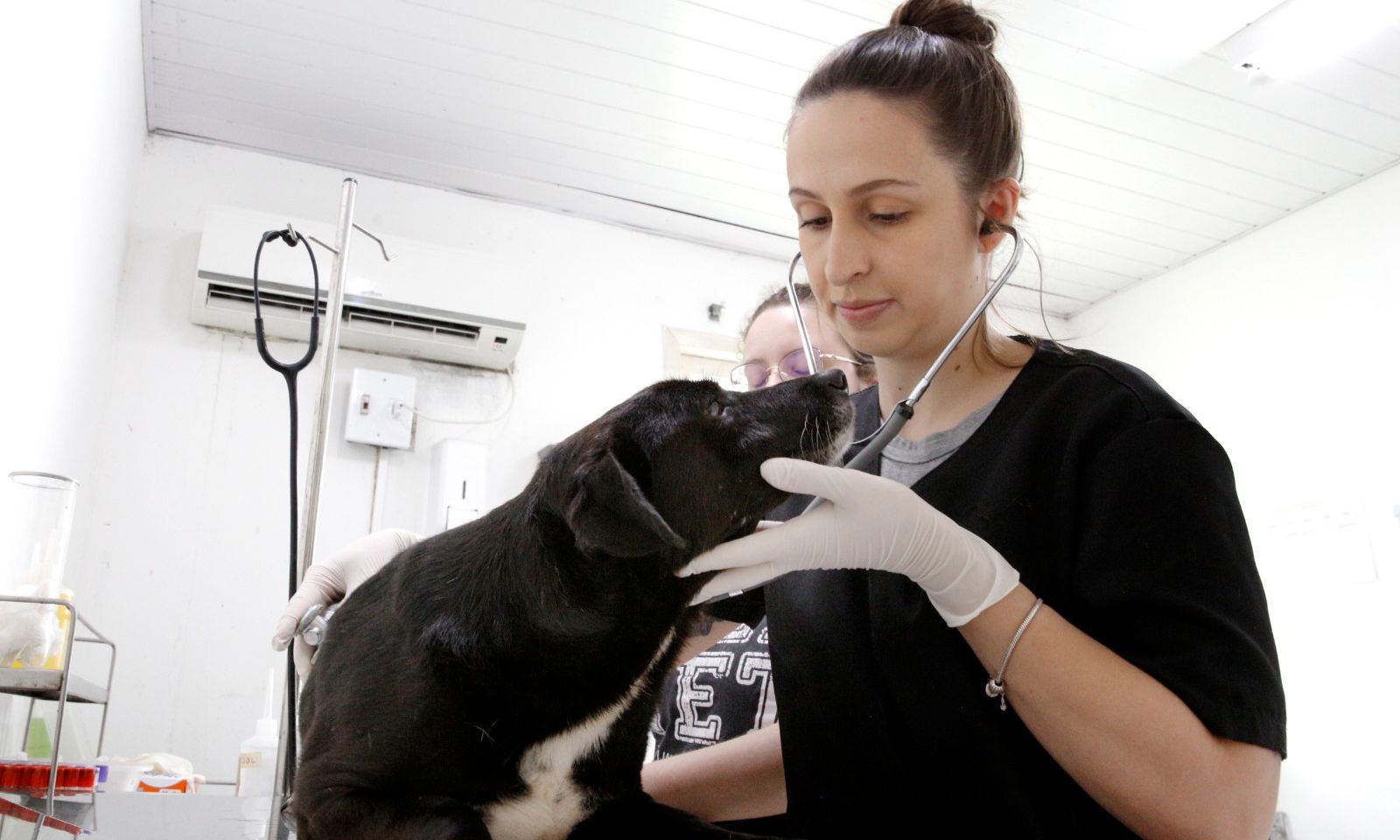 Cão em tratamento no Cbea - Foto Divulgação