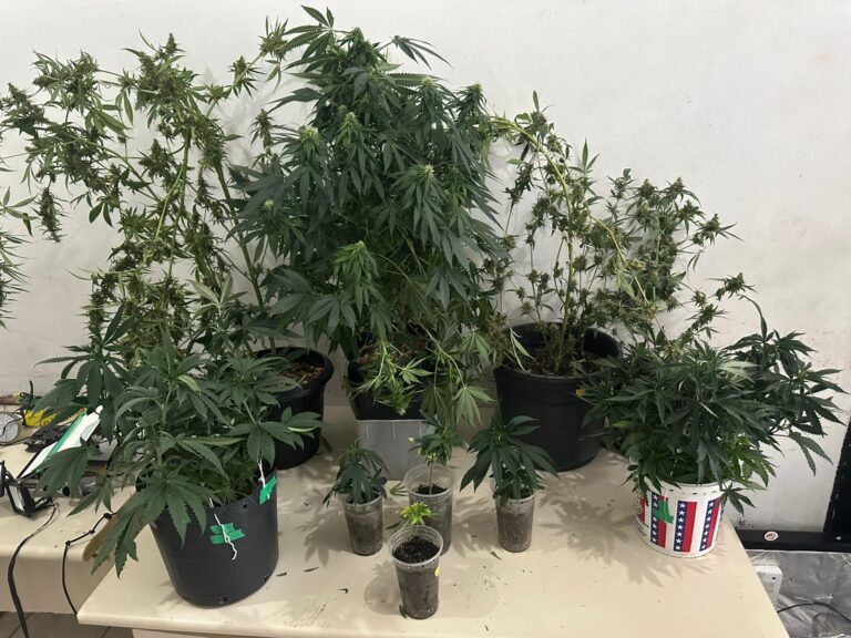 Plantação de maconha encontrada na residência dos suspeitos - Foto PCSC