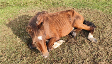 Cavalo encontrado fraco durante ação do MPSC - Foto MPSC